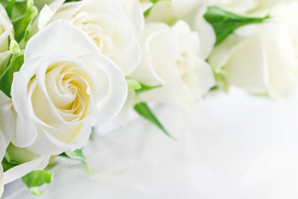 Białe róże na białym tle