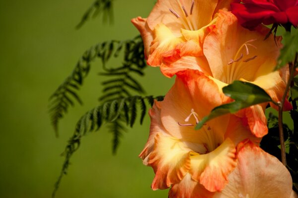 Macro image of a gladiolus with leaves