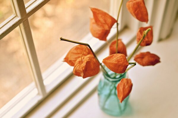 Bket seco de flores de Physalis en el alféizar de la ventana