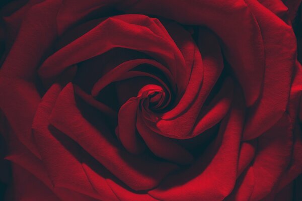 Red Rose in macro photography