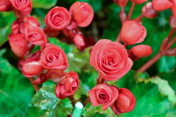 Die zarten Knospen der Begonie ähneln Rosen