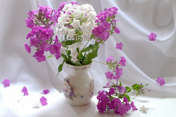 Phlox in un vaso. Vaso con fiori bianchi e rosa