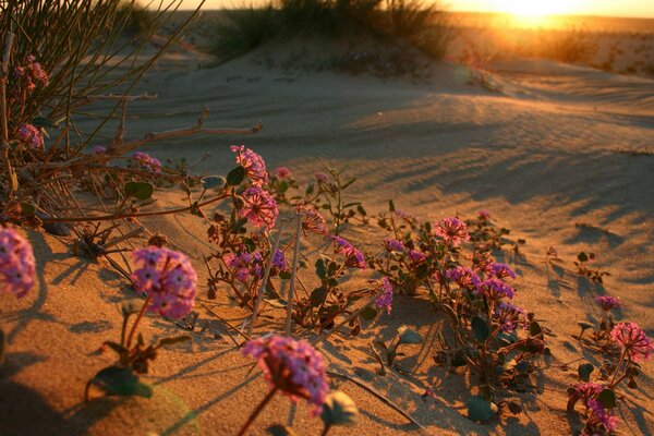 Sonnenuntergang in der Wüste mit Blumen im Sand