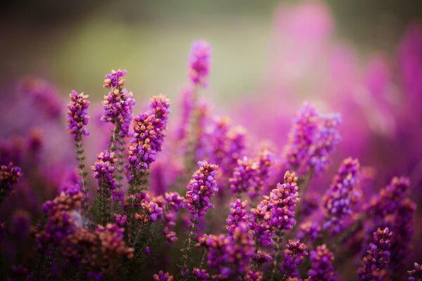 Foto di fiori viola sul campo