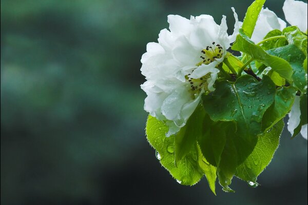 In spring, the apple tree is in bloom after the rain