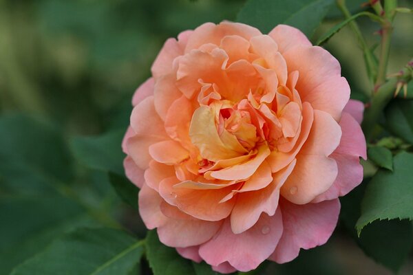 Rosa-gelbe Rose auf grünem Laubhintergrund