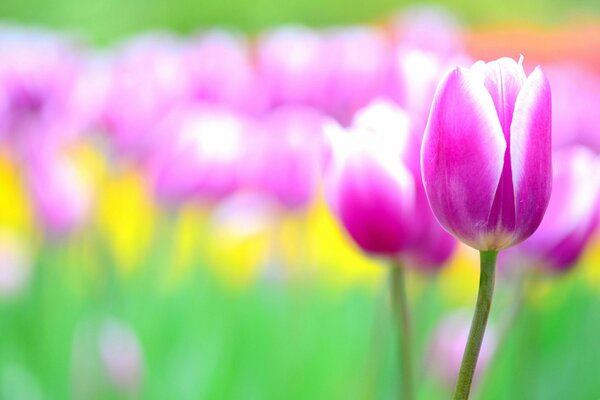 Parterre de fleurs avec tulipes floues roses