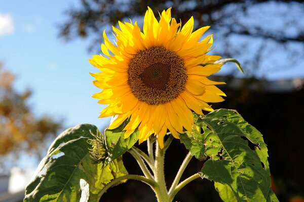 Una imagen vívida de un girasol joven