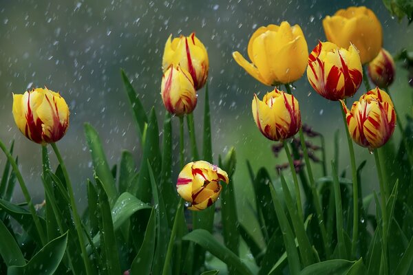 Yellow tulips with falling raindrops