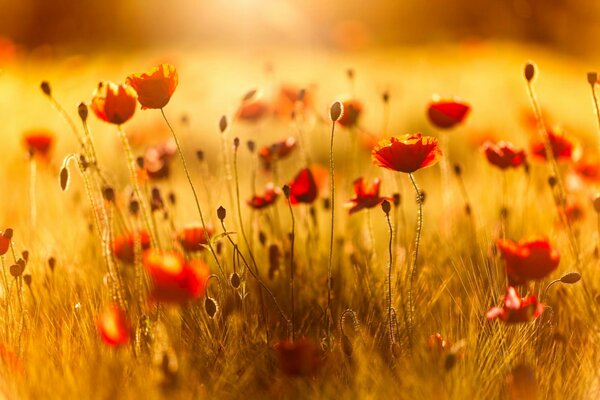 Campo de verano de amapolas rojas