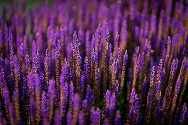 Fleur de lavande pourpre vif