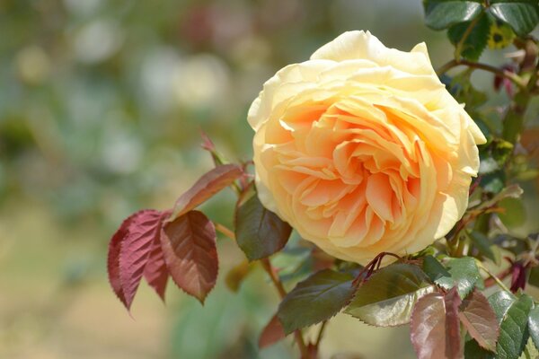 The yellow rose is the emblem of sadness