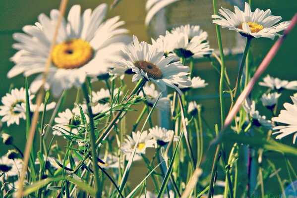 Gänseblümchen im hohen grünen Gras