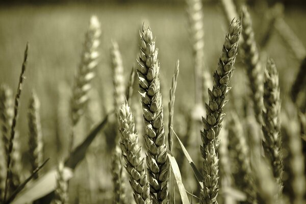 Foto en blanco y negro de trigo en un campo de cerca