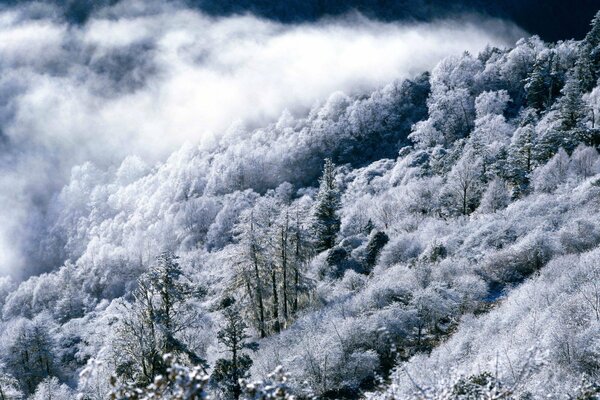 A magical winter world. Forest in the mountains