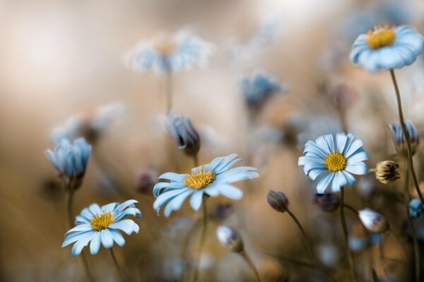 Fleurs sauvages macro shot matin