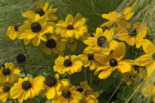 Petali ed erba. Fiori di colore giallo