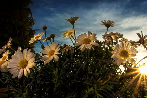 White flowers in the sun