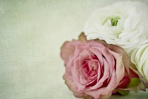 White and pink rose on a light background