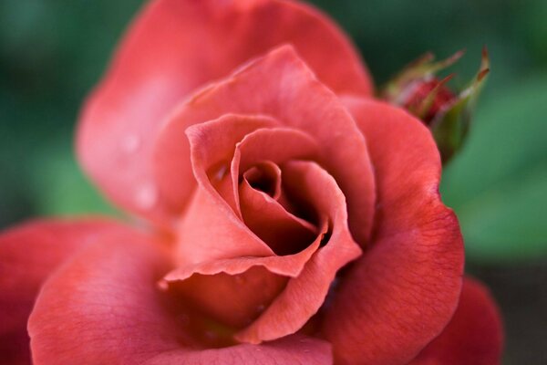 Rosa roja. Pétalos de cerca. Flora. Macro