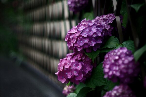 Buisson de lilas sur fond de mur