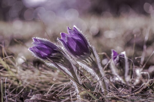 Fotografía macro sueño-hierbas de color púrpura con reflejos