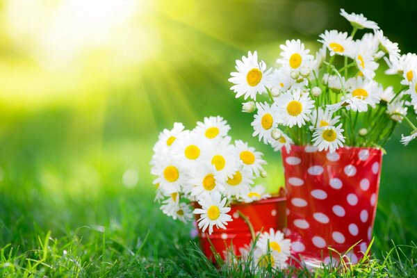 Bouquets of daisies in the summer grass