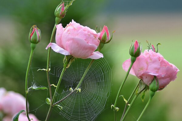 Cobwebs on pink roses with a blurred background
