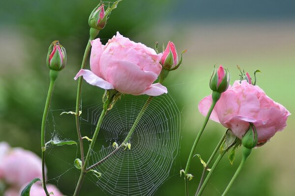 Telaraña en rosas de color rosa con fondo borroso