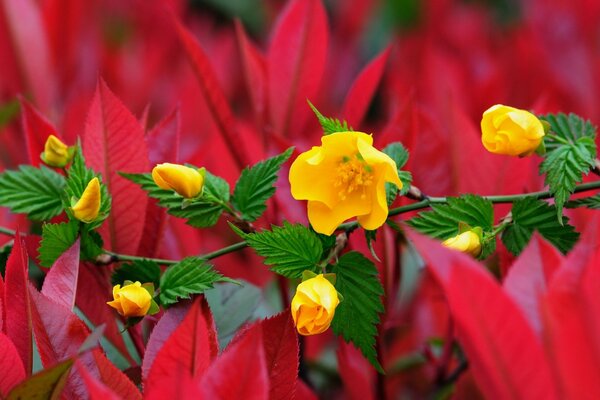 Zweig mit gelben Blüten auf rotem Hintergrund