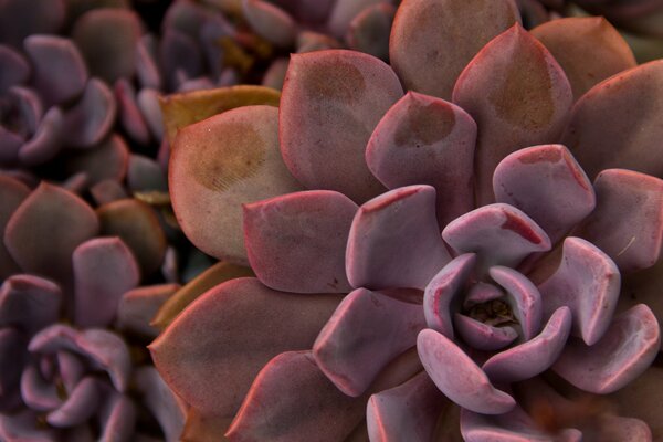 Picture beautiful succulent flower