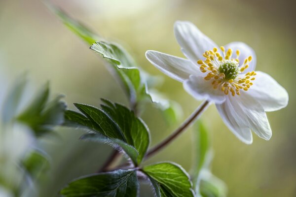 Fleur d anémone blanche bokeh