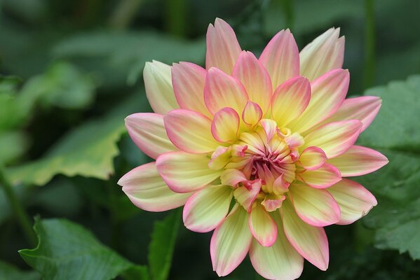 A delightful dahlia among green leaves