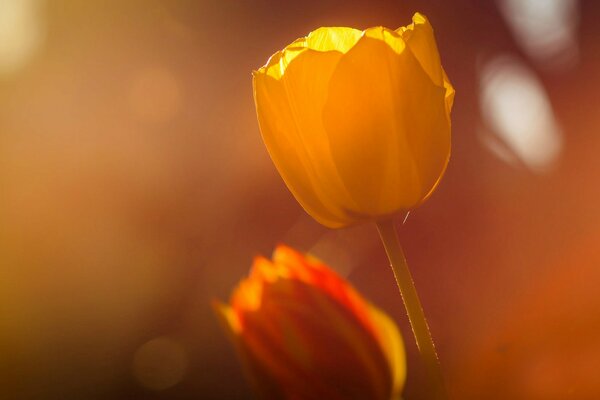 Tulipani bagnati dal sole