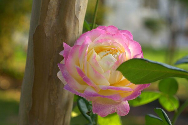 Die Natur blüht, eine schöne Blume mit rosa Blütenblättern