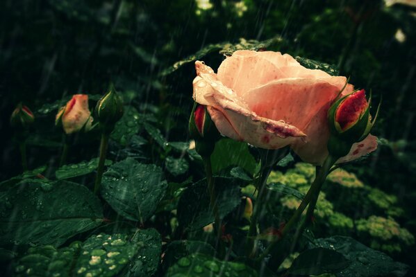 A soft pink rose in the rain
