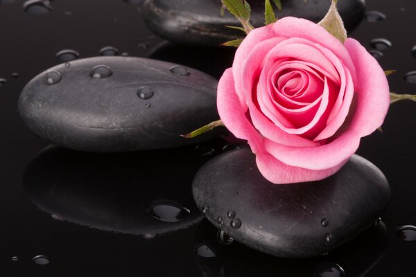 Une rose solitaire repose sur des cailloux
