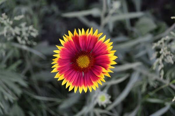 Die Natur der Blumenkübel