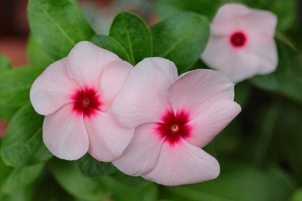 Three pink delicate flowers