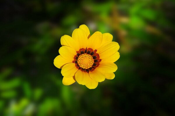 Belle photo de fleur ensoleillée
