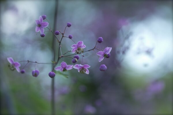 Branche et fleurs. Bourgeons et reflets lilas