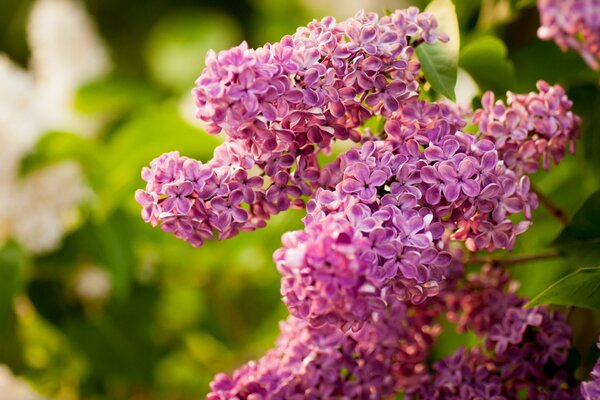 A branch of the most beautiful and blooming lilac