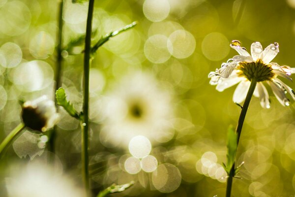 Gänseblümchen im Tau auf dem Morgenfeld