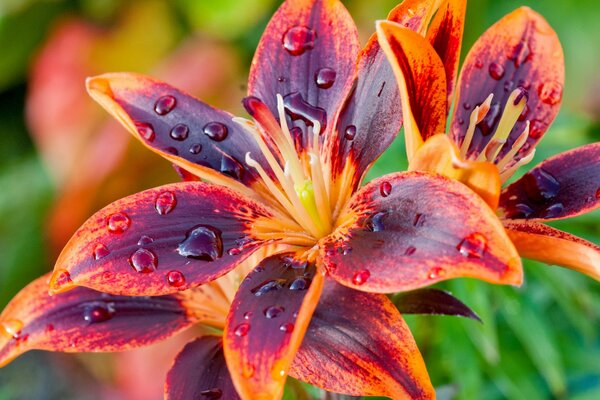 Pétales de lys avec des gouttes de prise de vue macro