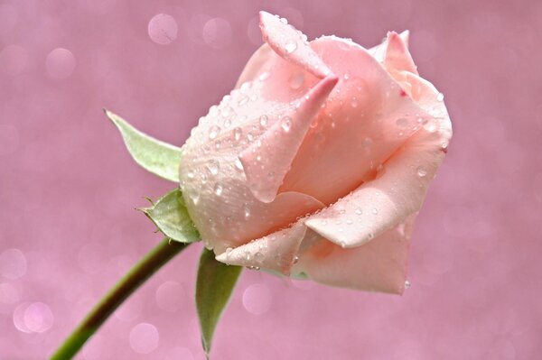 Rose rose avec des gouttes d eau