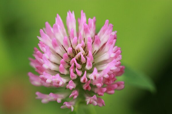 Macro photography of a clover flower with a blurred background