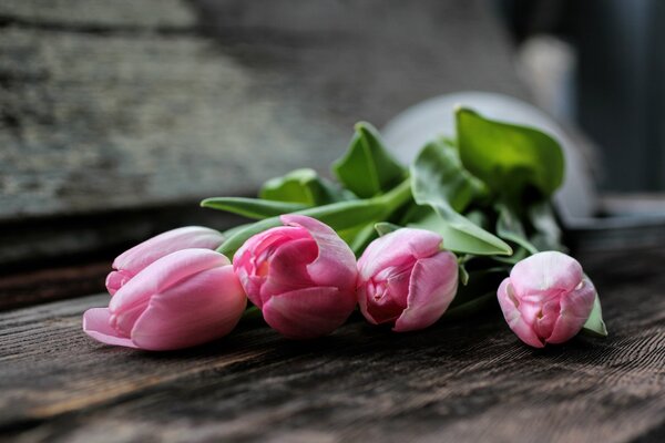 Delicate pink tulips