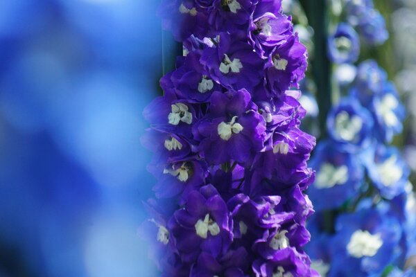 Lila Delphinium in Makroaufnahmen