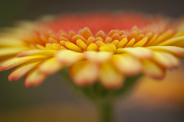 Focus sul fiore di gerbera