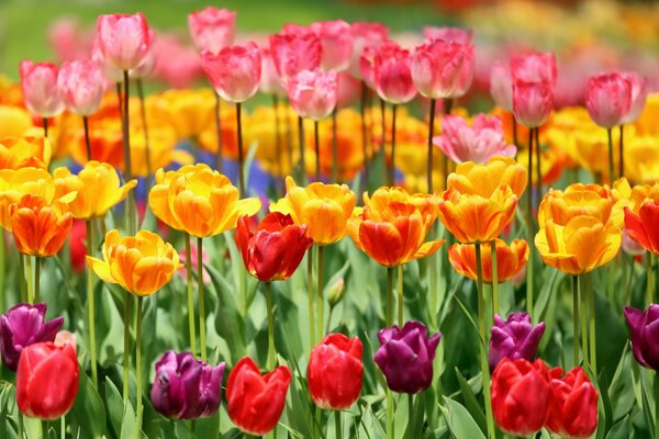 Viele bunte Tulpen sorgen für Stimmung